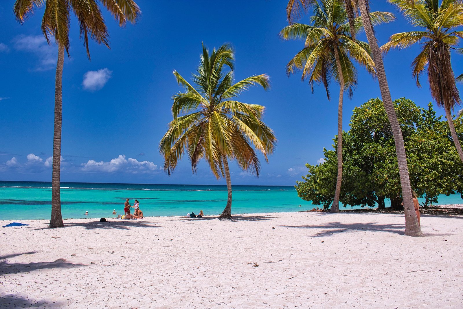 Palm Beach limo service with scenic tropical beach and palm trees view